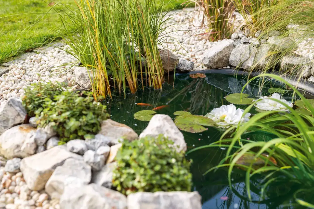 Ein kleiner Teich mit zwei roten Fischen, Seerosen und Schilf. Steine und Kies s&auml;umen das Ufer.