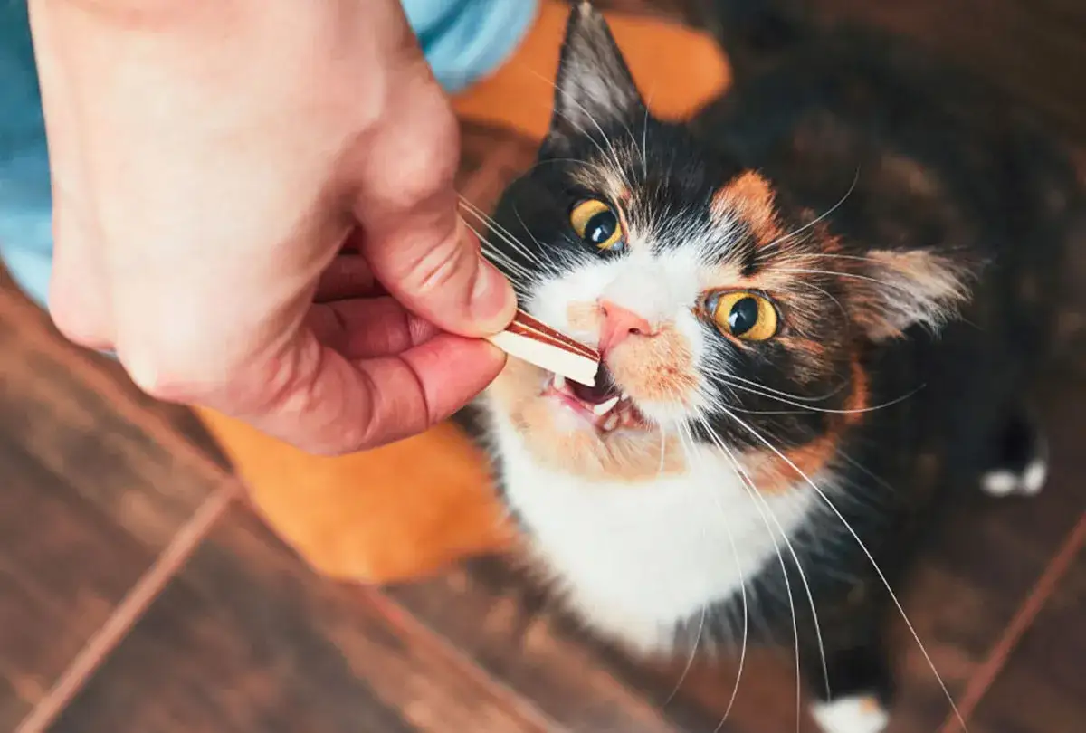 A calico cat eagerly takes a treat from a hand, prompting the question: are Greenies good for cats?