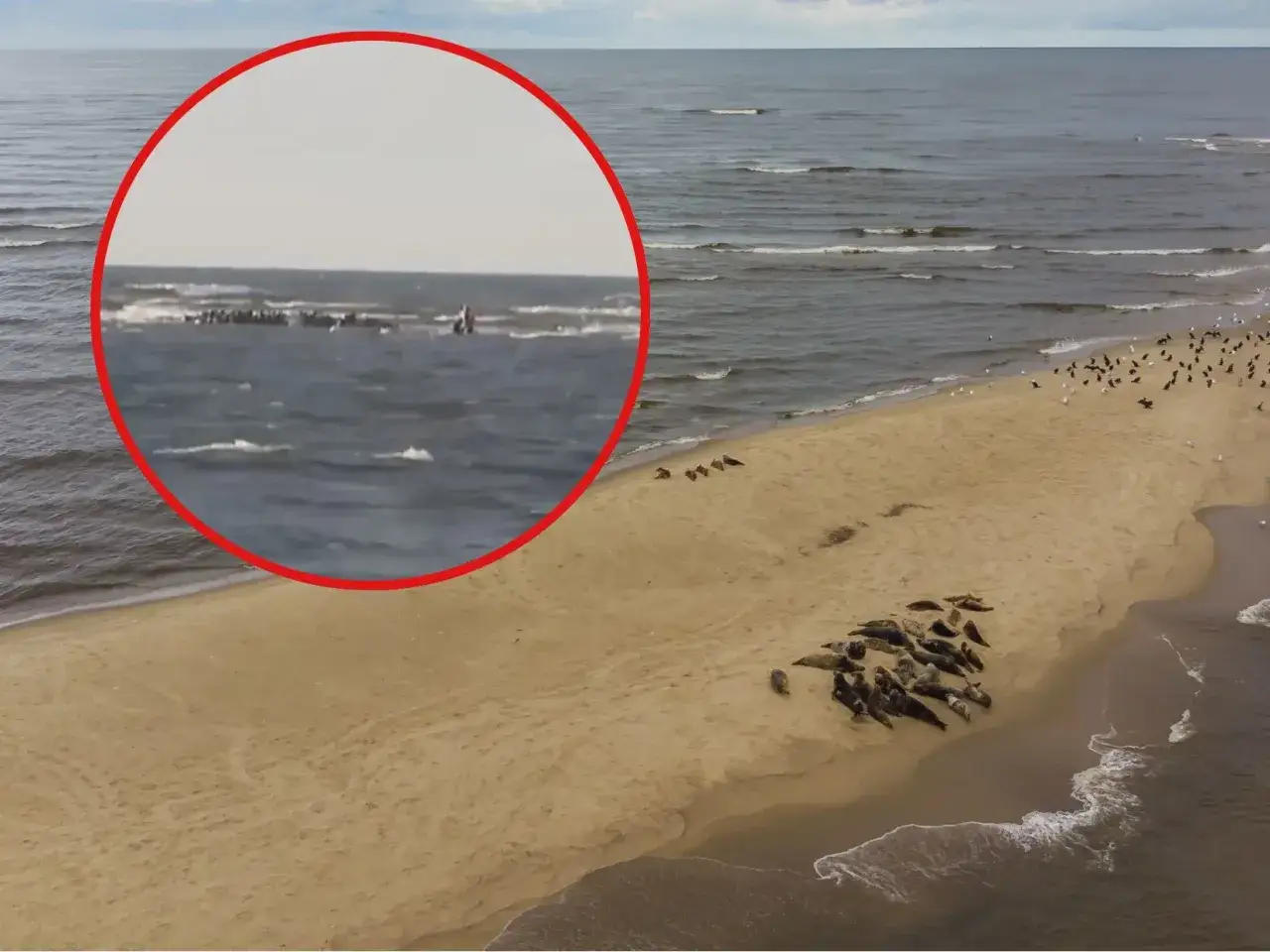 Na plaży odpoczywa wiele fok, a w oddali, w morzu, widać kolejne. Trudno oszacować, ile jest fok w Bałtyku, ale ta kolonia robi wrażenie.