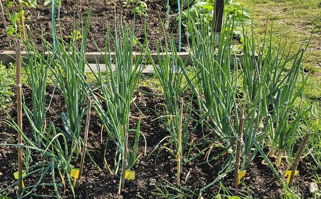 Rangées d'oignons à planter dans un potager ensoleillé, soutenus par des tuteurs en bambou.