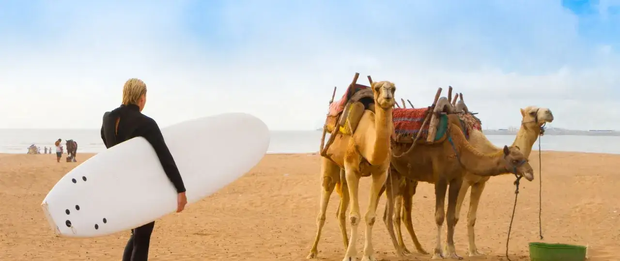 Surfeur à Tamraght, Maroc, avec des chameaux prêts pour une balade sur la plage.