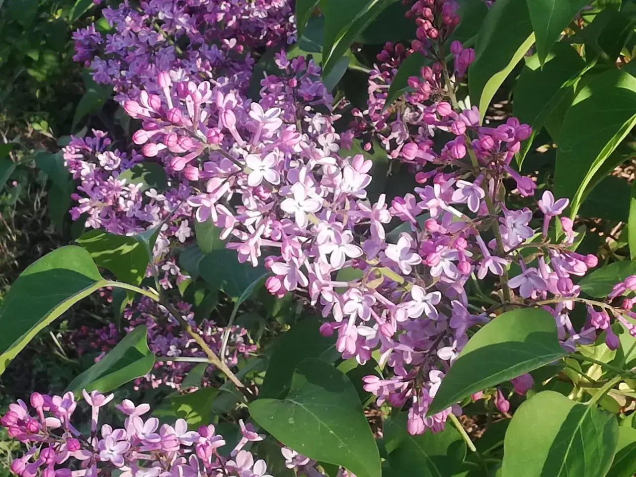 Fiori di lillà in piena fioritura, il colore lilla evoca serenità e nostalgia.