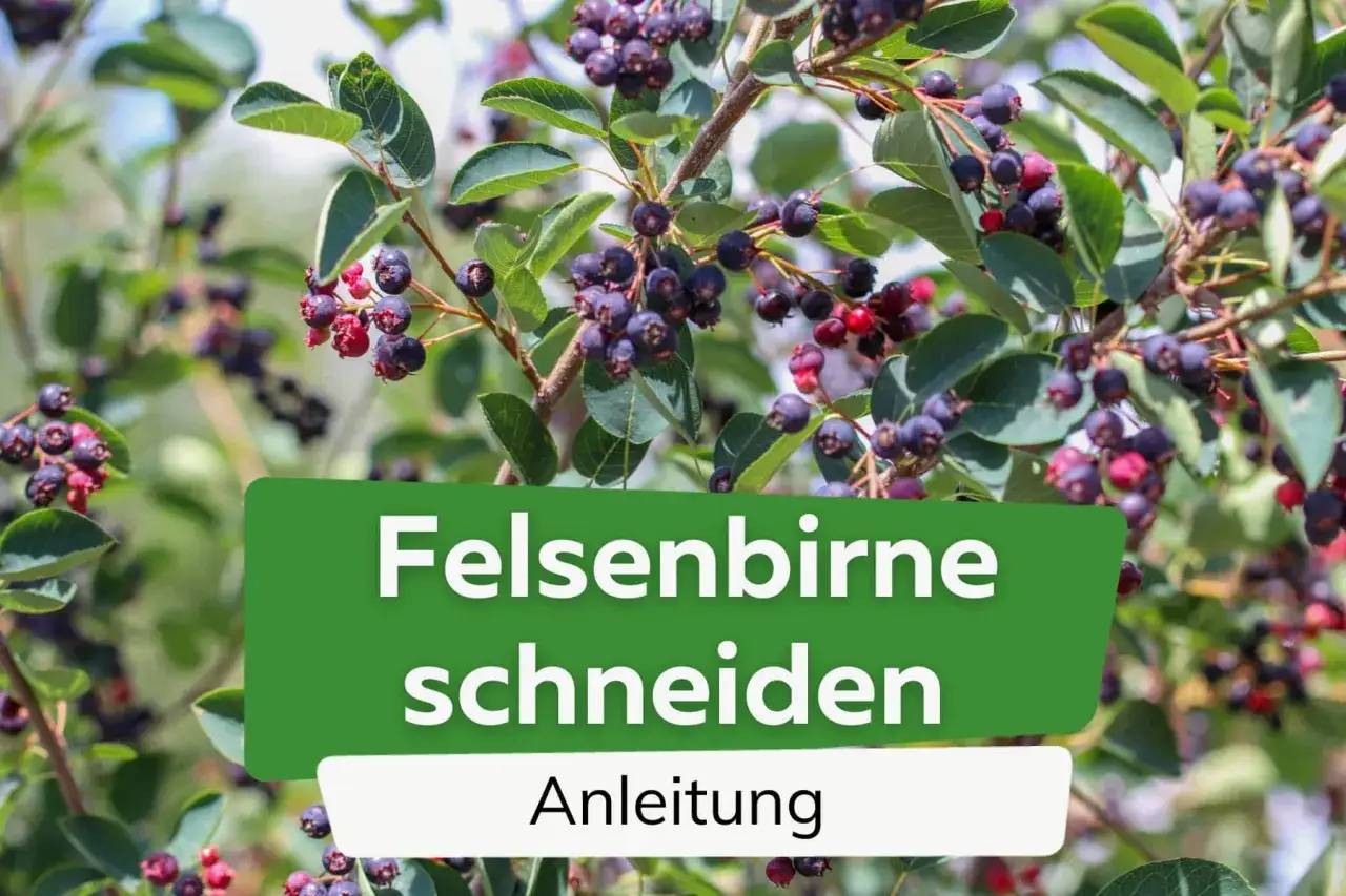 Reife Felsenbirne-Beeren an einem sonnigen Tag. Anleitung zum Felsenbirne schneiden.