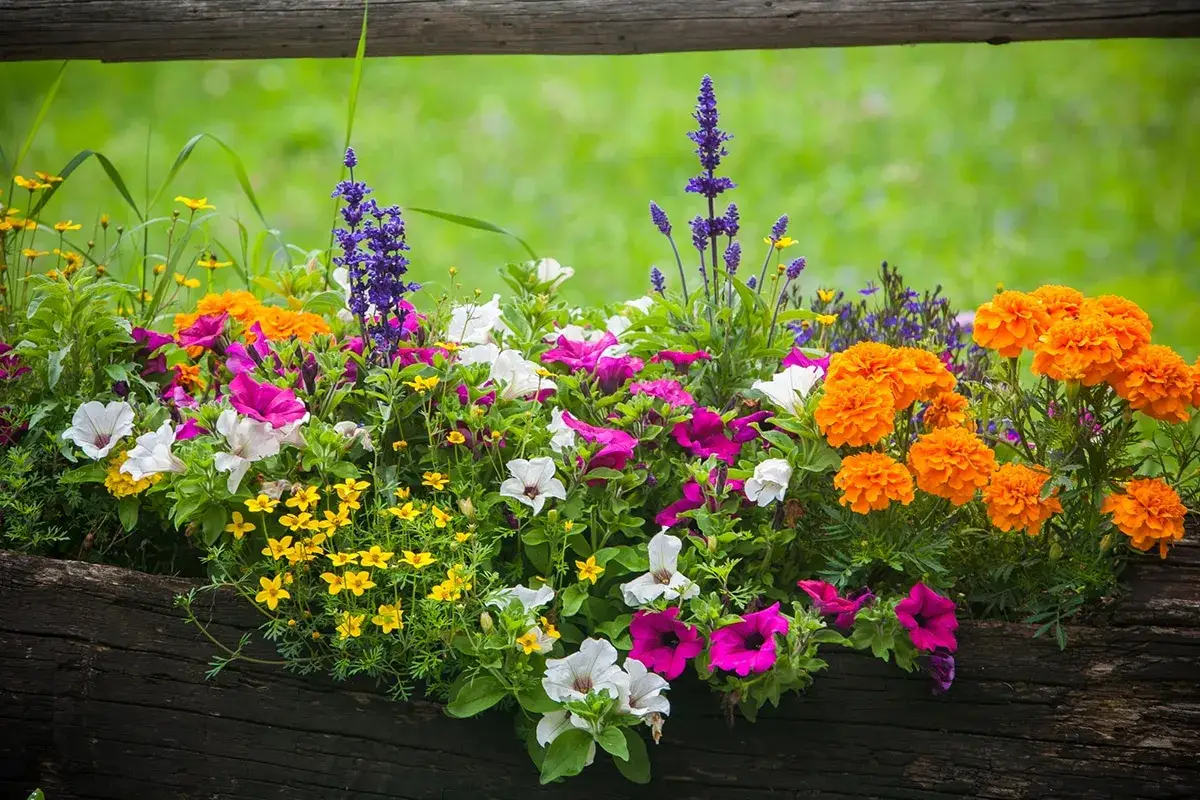 Un joyeux m&eacute;lange de fleurs d'&eacute;t&eacute; en jardini&egrave;re : p&eacute;tunias roses et blancs, &oelig;illets d'Inde orange vif et petites fleurs jaunes &eacute;clatantes.