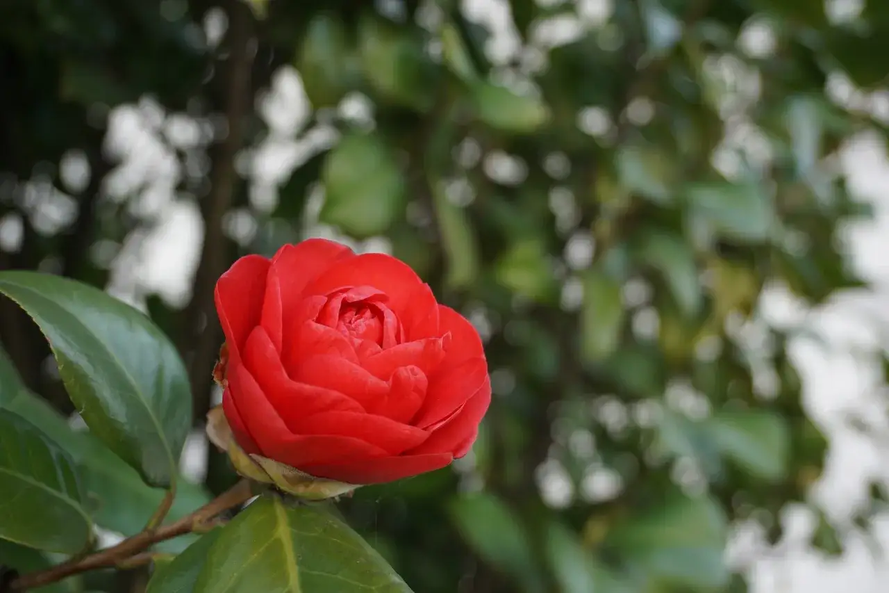 Une belle camélia fleur rouge vif, avec des pétales veloutés, se dresse fièrement sur sa tige verte.