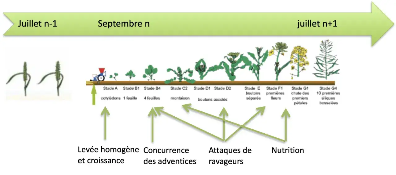 Chronologie du stade du colza, de la levée à la formation des siliques, avec les facteurs influençant sa croissance.