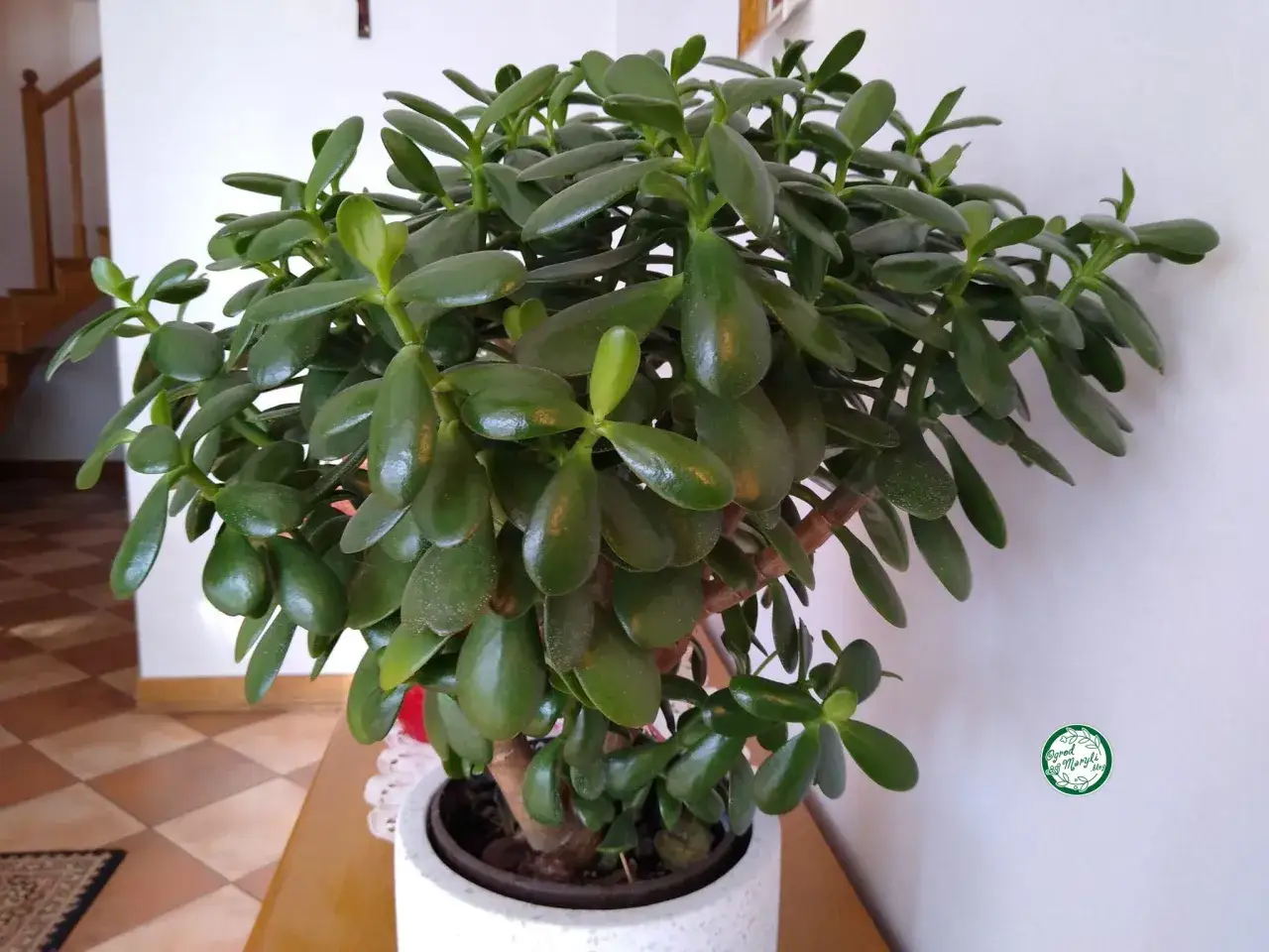 Bogaty grubosz odmiany Crassula ovata, z licznymi, soczystymi liśćmi, pięknie prezentuje się w białej doniczce.