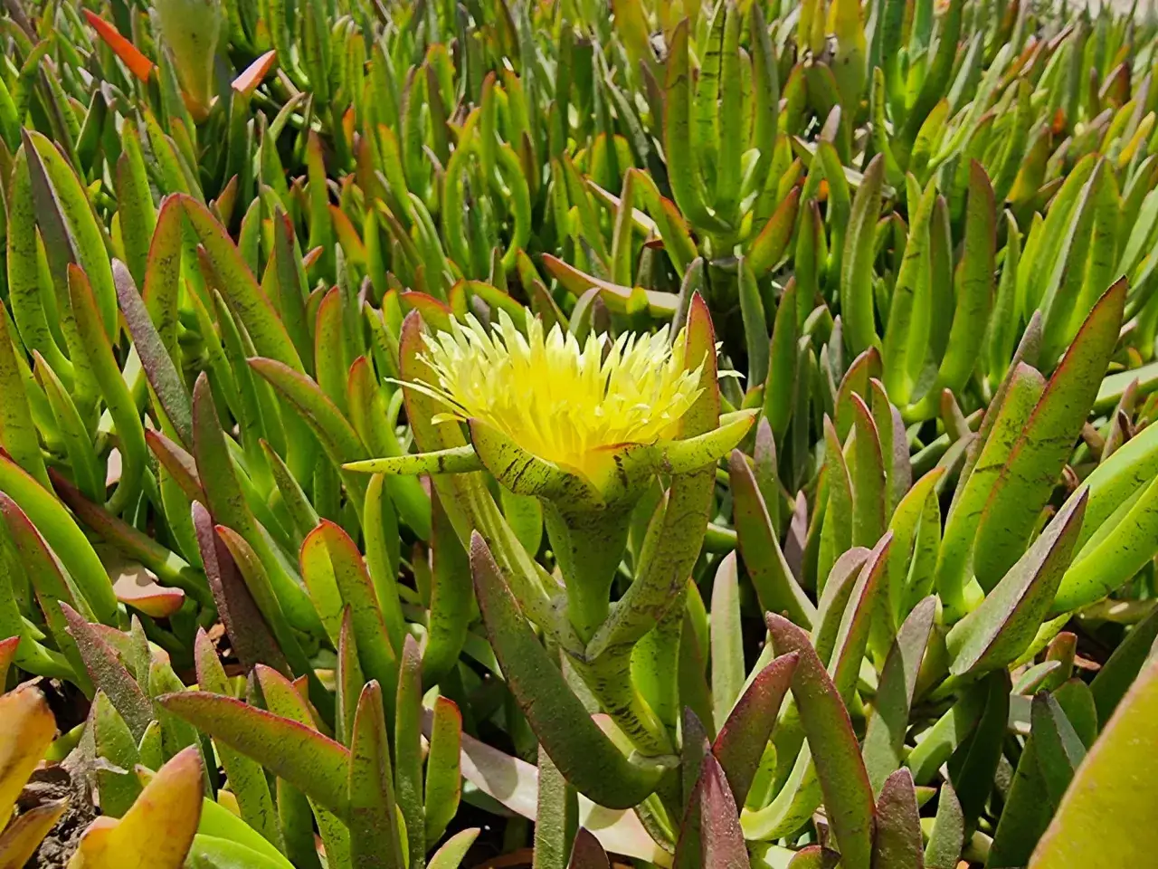 Fleur jaune &eacute;clatante au milieu de feuilles vertes et charnues, rappelant des griffes de sorci&egrave;re pr&ecirc;tes &agrave; saisir le soleil.