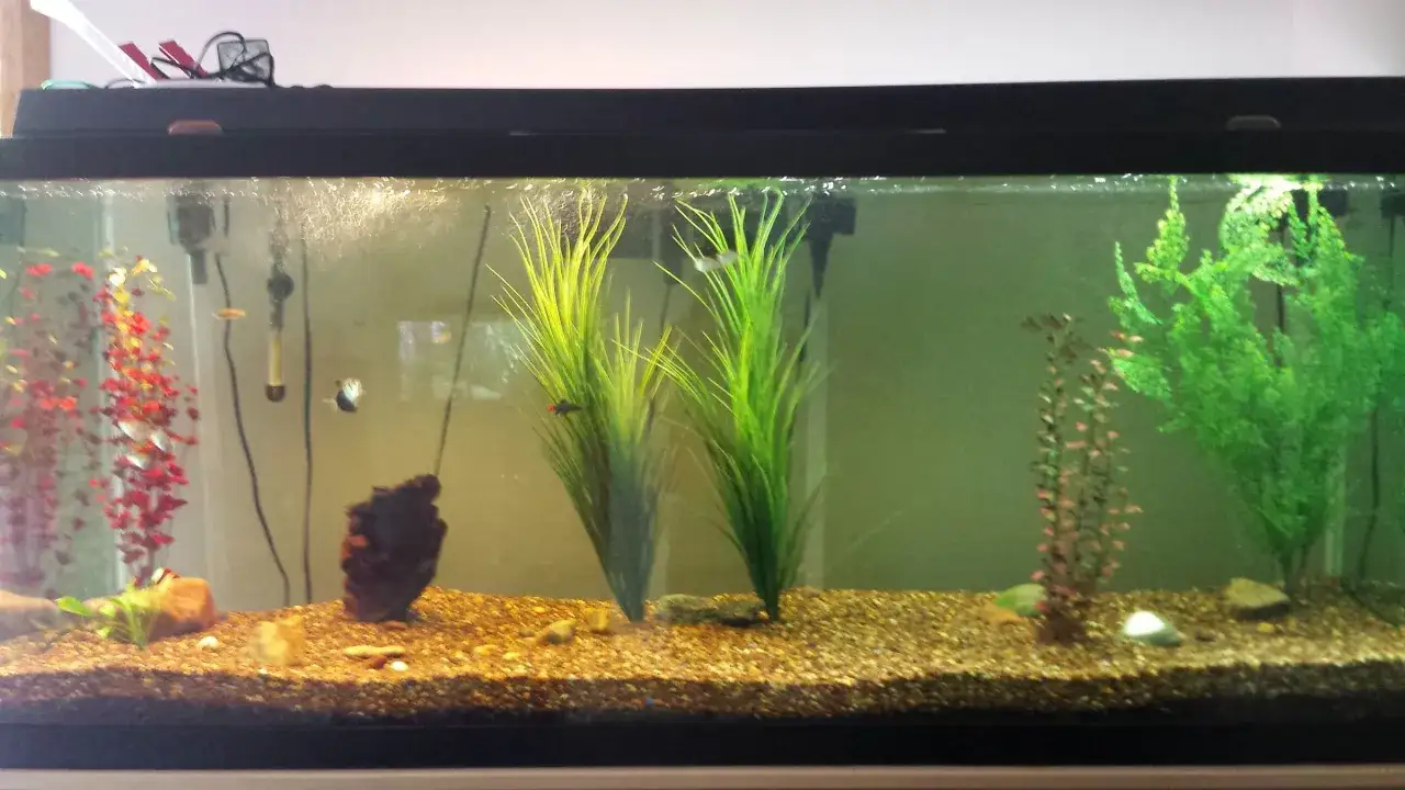 Fiskar simmar i ett akvarium med grus, stenar och konstgjorda v&auml;xter.