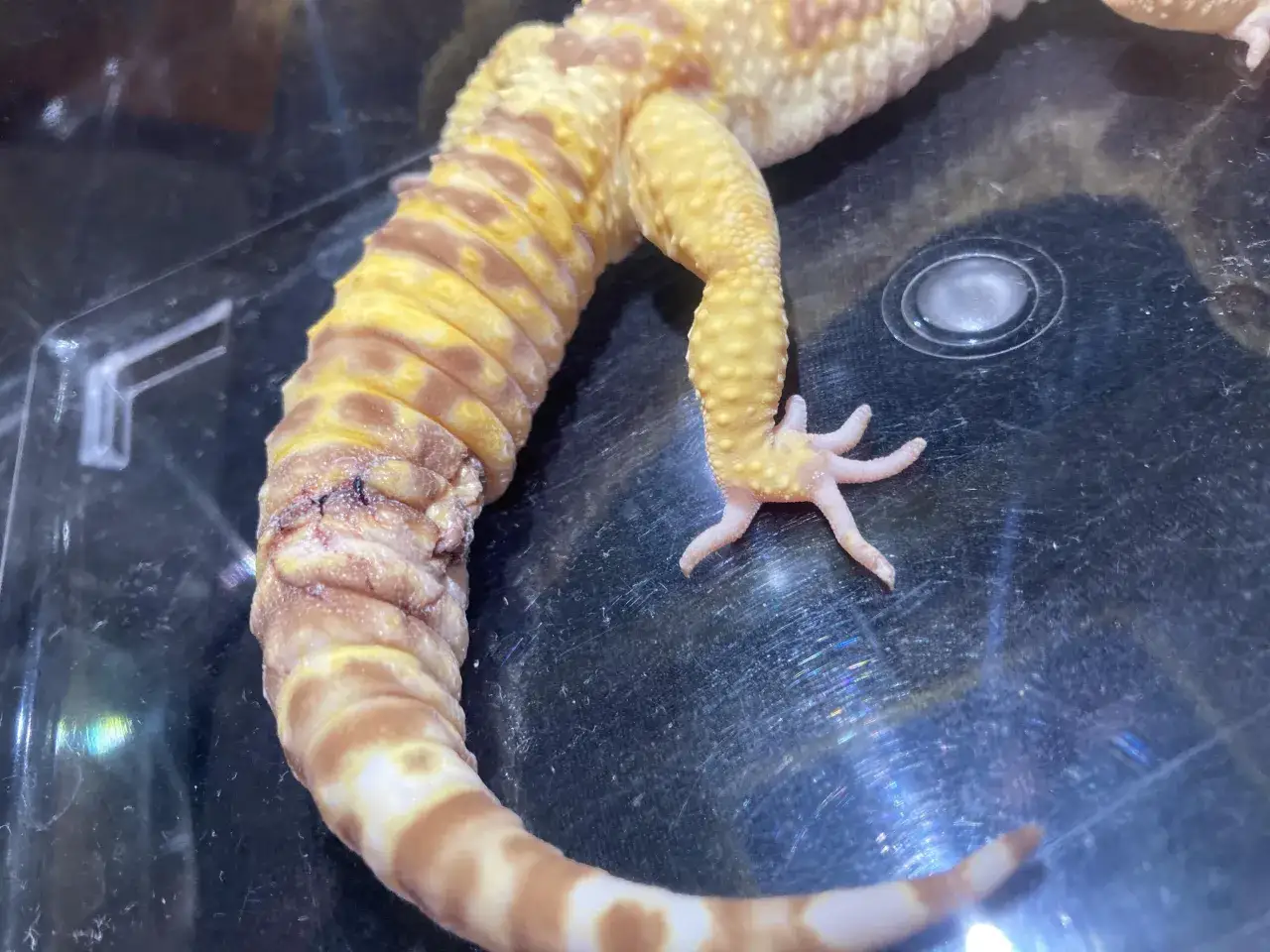 spokojny gekon lamparci w terrarium