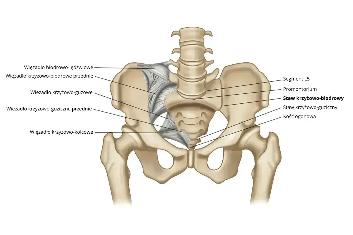 Anatomia stawu krzyżowo-biodrowego, kluczowego dla stabilności miednicy. Ból kości krzyżowej może być związany z jego dysfunkcją.