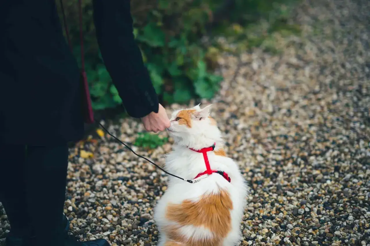 En person med en röd axelremsväska matar en katt med en röd sele. Katten verkar njuta av godbiten, kanske en belöning för att vara så duktig med sin bästa kattsele.