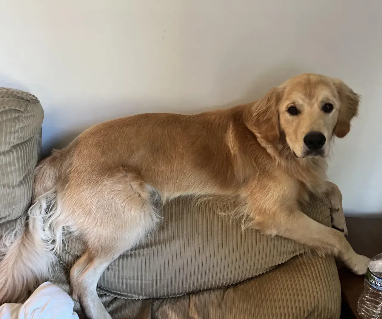 Golden Retriever w trakcie czesania, pokazujący ilość sierści
