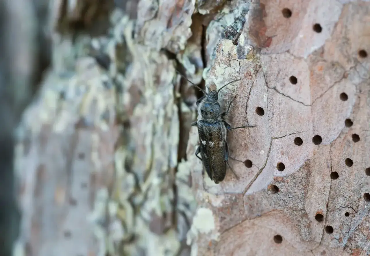 Insetti del legno in casa: un coleottero scuro su corteccia con fori, forse un segno di infestazione.