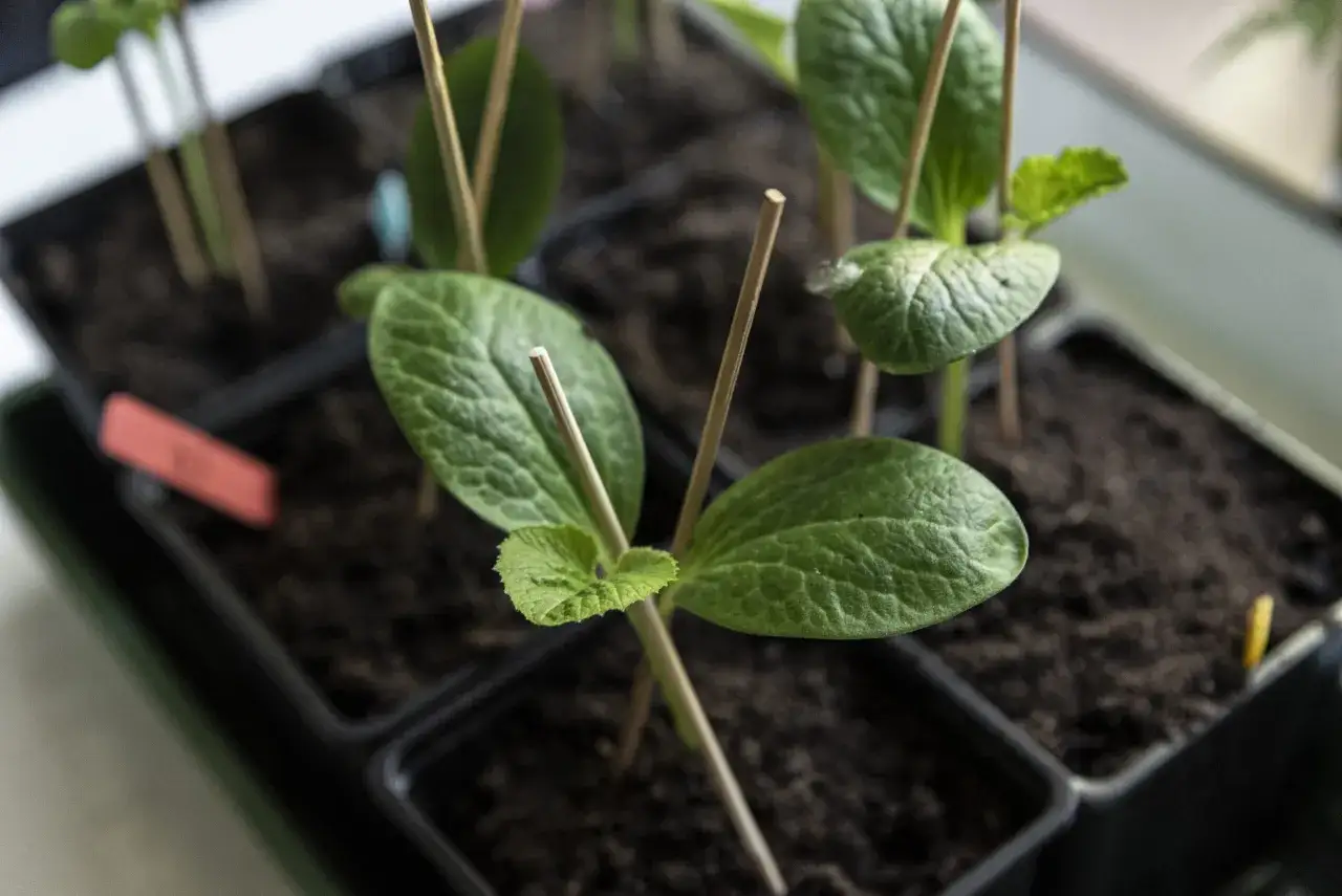 Små zucchiniplantor i krukor, redo att planteras ut. Våren är här och det är dags att plantera zucchini!