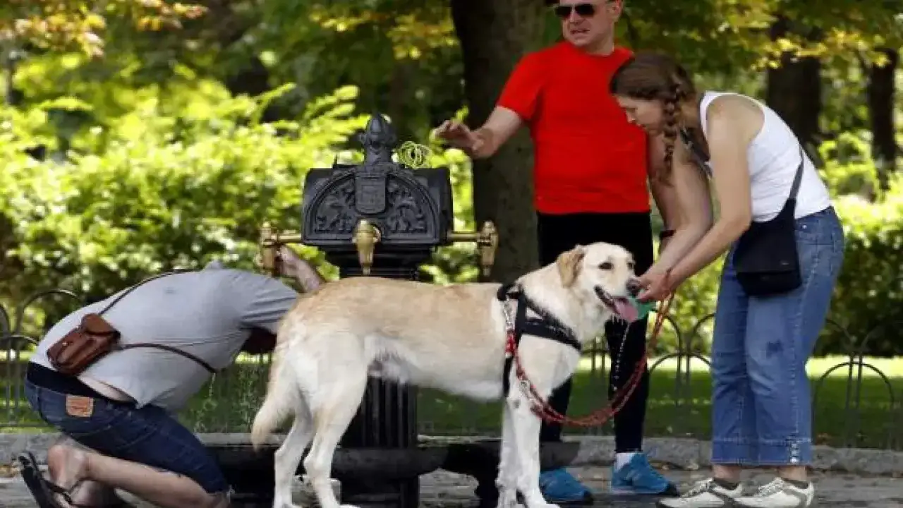 Un perro labrador bebe agua de una fuente mientras sus due&ntilde;os lo ayudan. Los perros sudan y necesitan refrescarse en d&iacute;as calurosos.