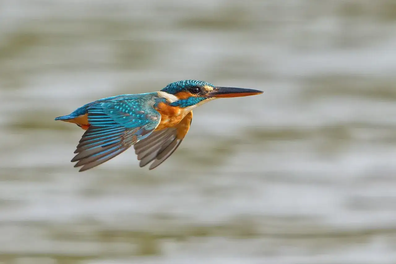 Un martin pescador p&aacute;jaro, con sus vibrantes plumas azules y anaranjadas, vuela sobre el agua.
