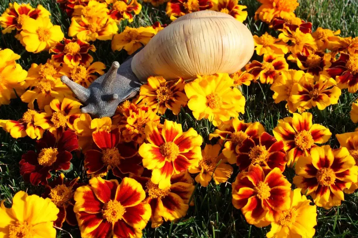 Ein Schneckenhaus ruht auf leuchtend gelben und rot-gelben Tagetes. Die Schnecken scheinen die Blumenpracht zu genießen.