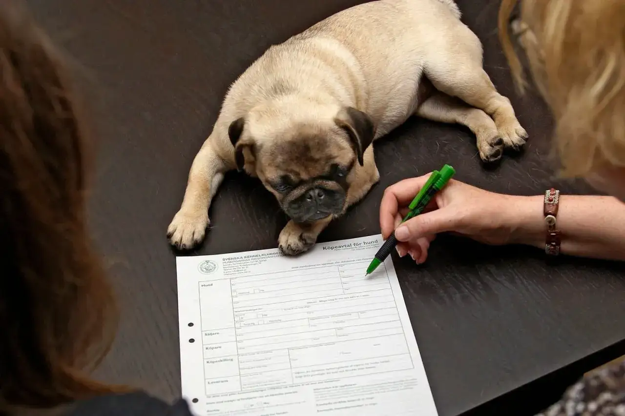 En söt mopsvalp ligger på ett bord medan en person skriver på ett köpekontrakt för hund.