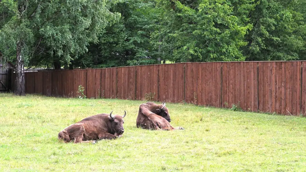Dwa żubry odpoczywają na trawie. To jedne z głównych atrakcji Białowieży, które można zobaczyć w zagrodzie pokazowej.
