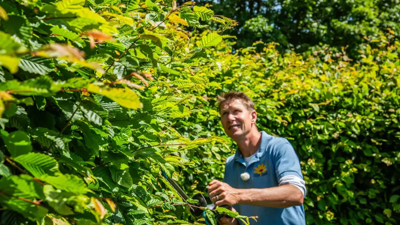 Mann trimmt im Sommer eine kaputte Hecke.