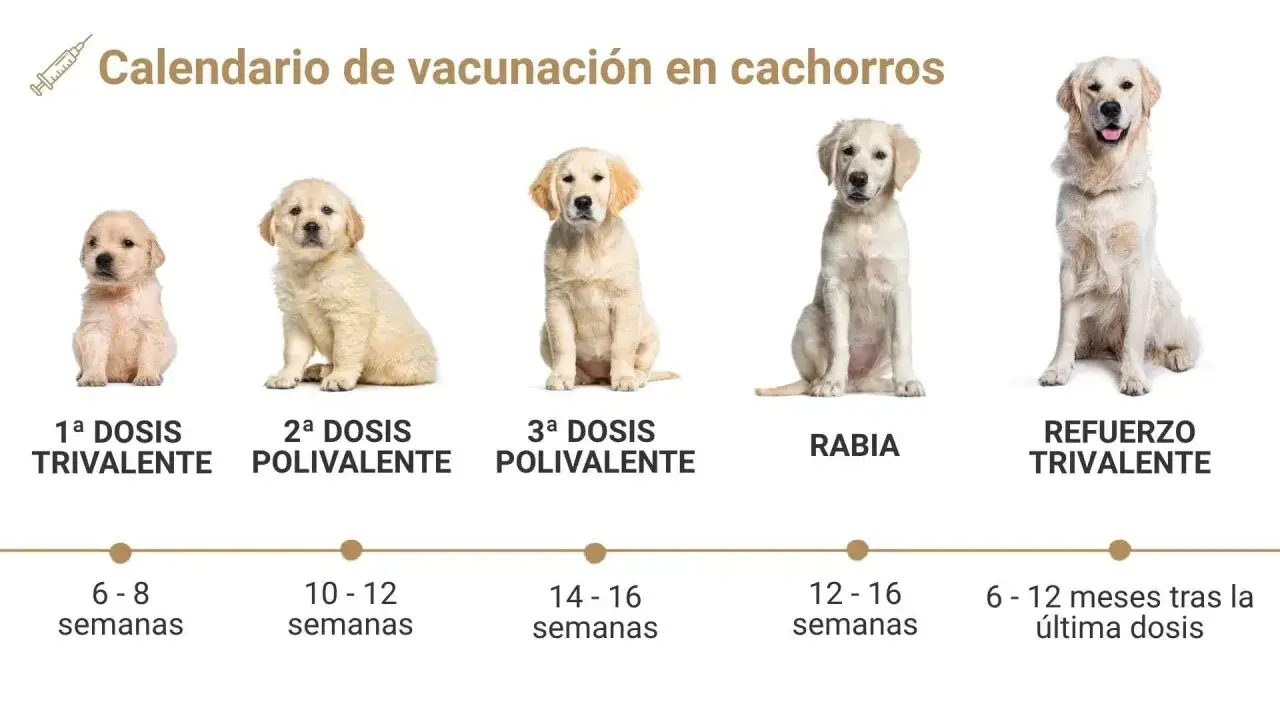 Calendario de vacunación para cachorros, mostrando la evolución de un perro y las dosis de la vacuna pentavalente.