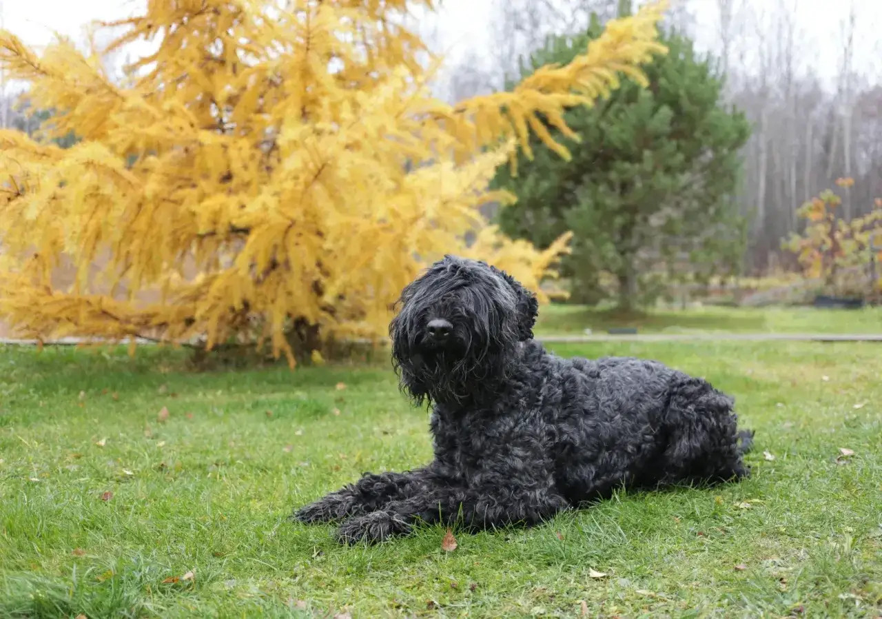 Ein russischer Terrier mit seinem charakteristischen wesenhaften Aussehen liegt im Gras vor einem gelben Baum.