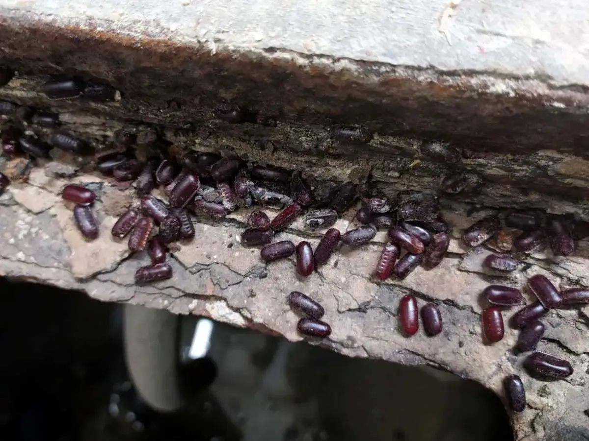 Un grupo de cucaracha oriental se agrupa en una grieta de una casa, buscando refugio y humedad.