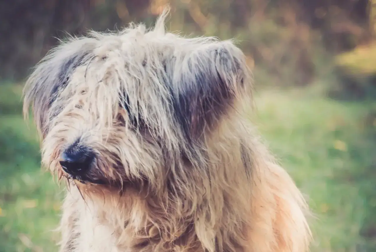 Un bobtail chien au poil long et ébouriffé, le regard caché sous sa frange, semble observer quelque chose au loin dans la nature.