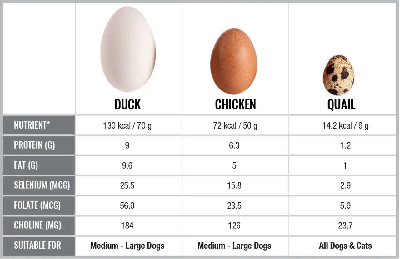 Vergleich von Enten-, Hühner- und Wachteleiern: Nährwerte, Kalorien und Cholesterin. Wachteleier sind klein, aber nährstoffreich.
