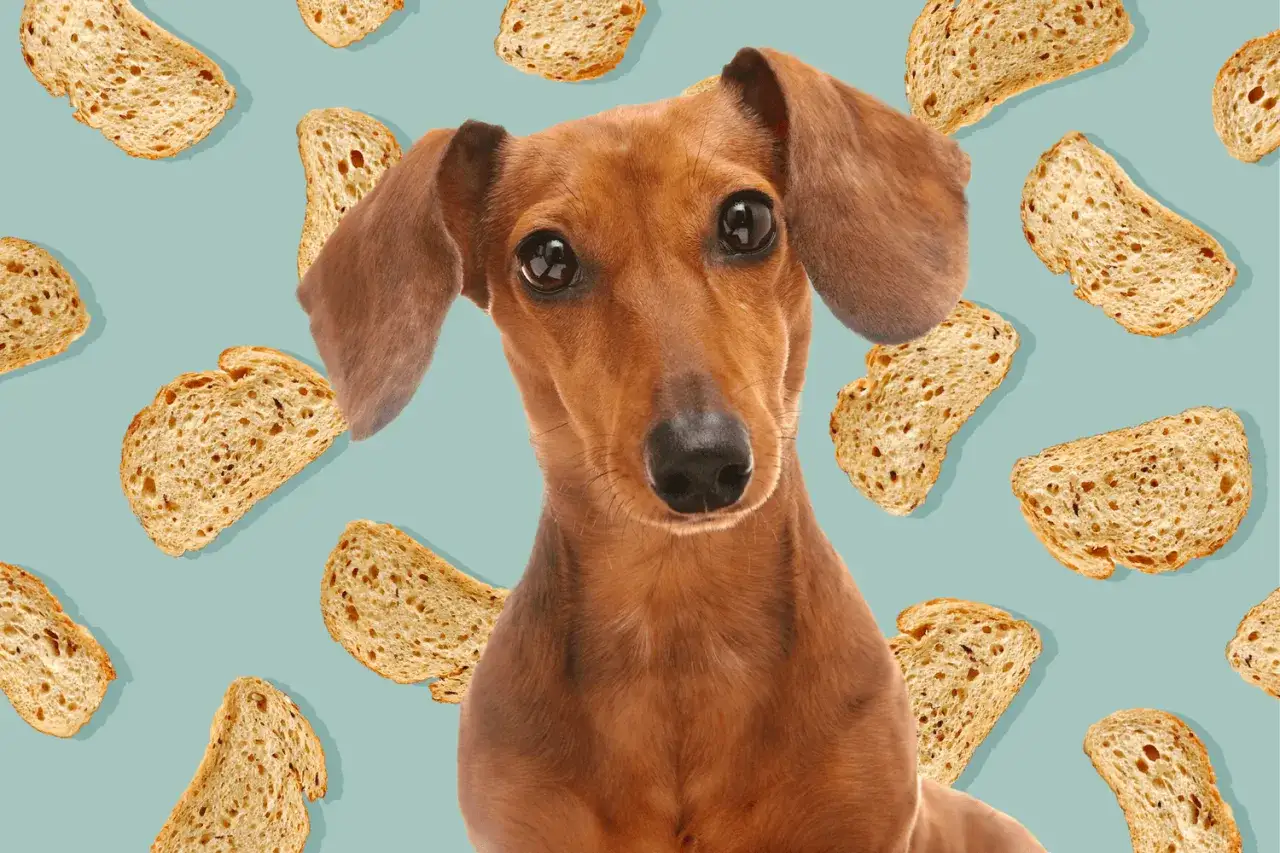Un perro salchicha mira atentamente, rodeado de rebanadas de pan tostado. ¿Será que los perros pueden comer pan?