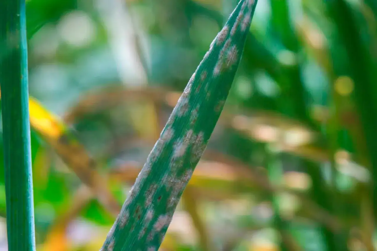 Foglia verde con macchie biancastre, sintomo di dollar spot, un fungo che colpisce le piante.