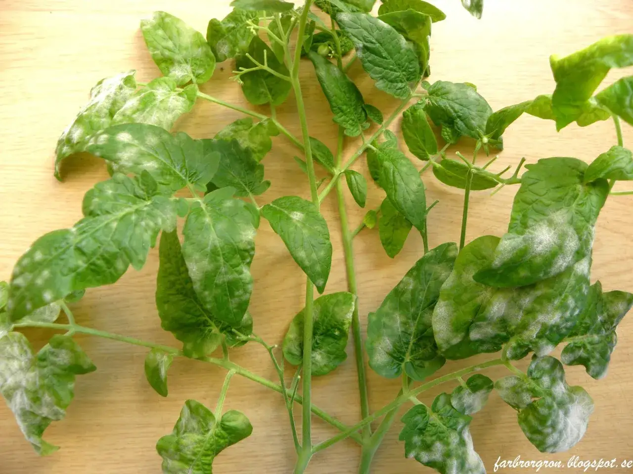 Tomatplantans blad visar vita fläckar, tecken på sjukdomar på tomater.