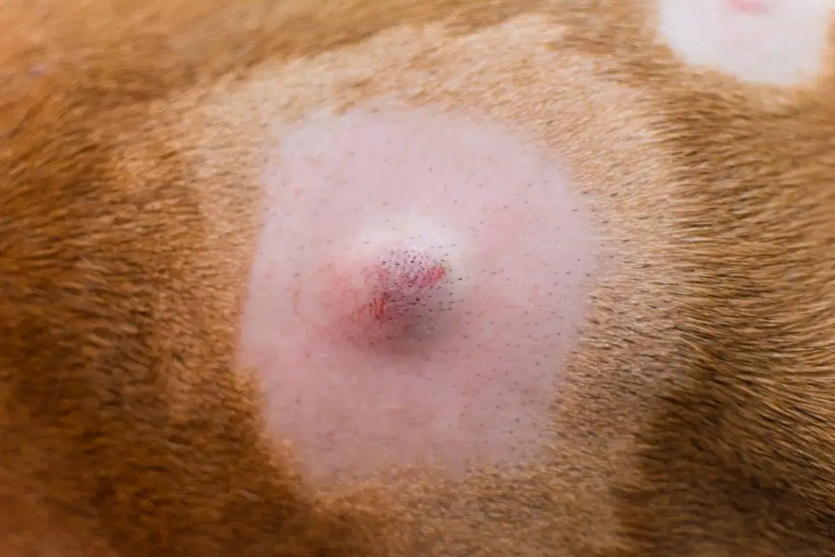 Primo piano di un tumore cutaneo su un cane. L'area &egrave; rasata, evidenziando la lesione scura e arrossata.