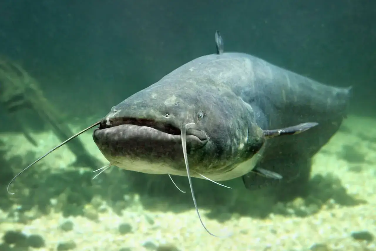 Un pez gato de gran tama&ntilde;o nada en aguas turbias, con sus largos bigotes rozando el fondo arenoso.
