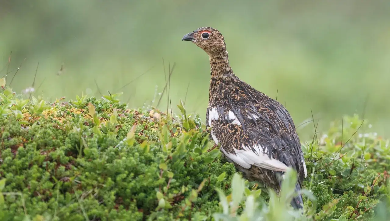 Fjällripa i regn, en vacker syn för den som är ute på fågeljakt i Norrbotten.