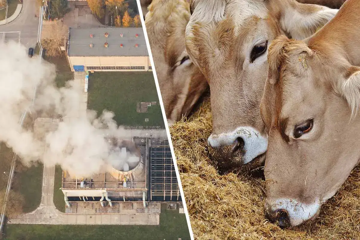 Industrielle Anlage mit Dampf und Kühe beim Fressen. Beides trägt zum CO2-Fußabdruck bei, der für die Fleischproduktion relevant ist.