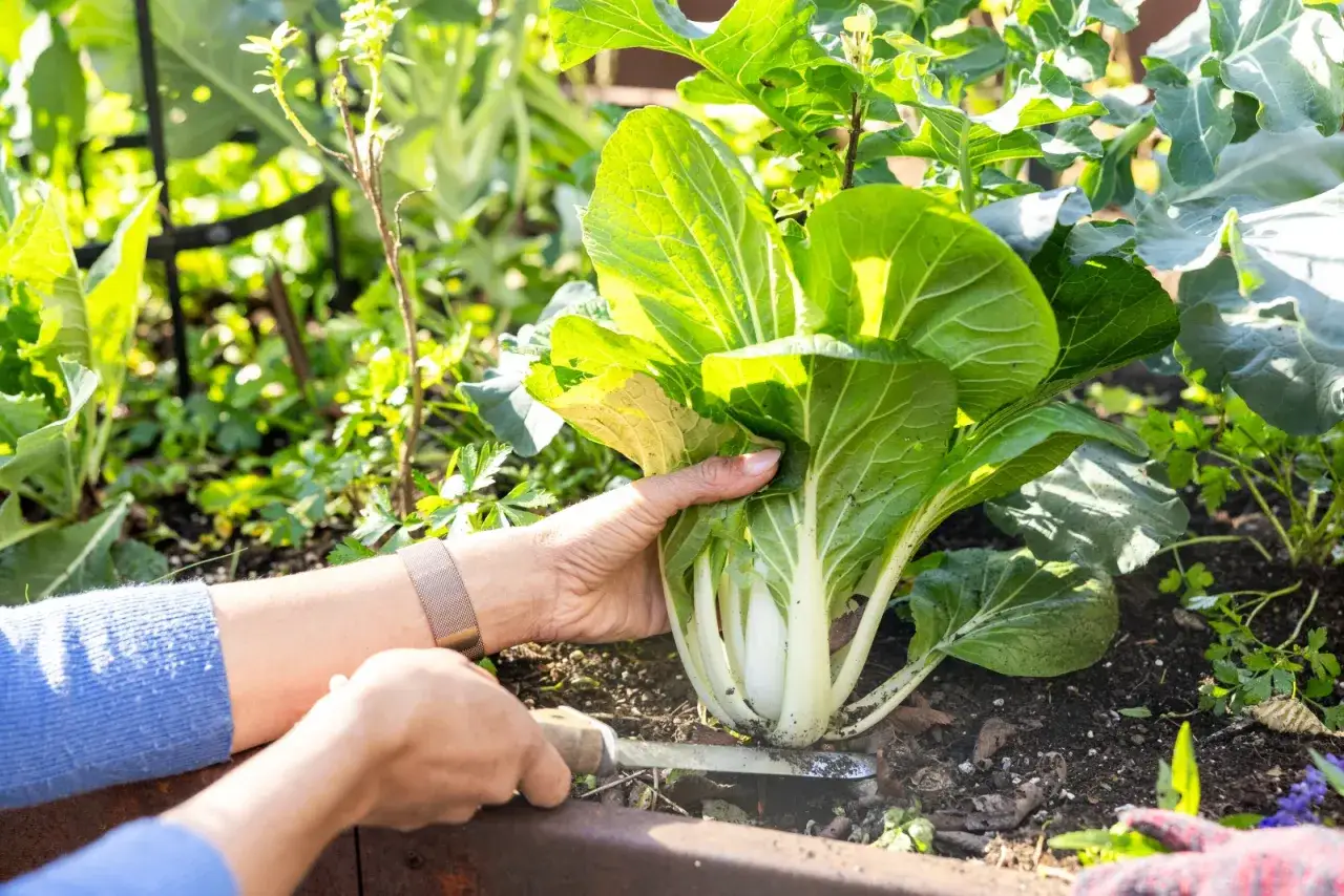 En hand skördar en frodig pak choi i trädgårdslandet. Att odla pak choi är enkelt och givande.