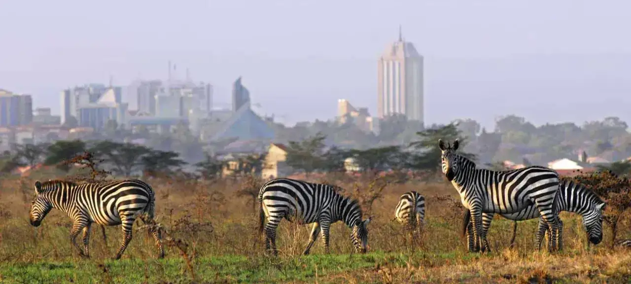 Stado zebr pasie się na tle panoramy miasta w parku narodowym Nairobi.
