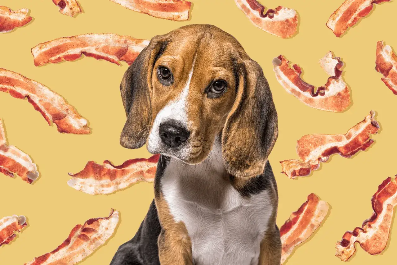 Szczeniak beagle patrzy z zaciekawieniem na rozrzucone plastry wieprzowiny. Czy pies może jeść wieprzowinę?