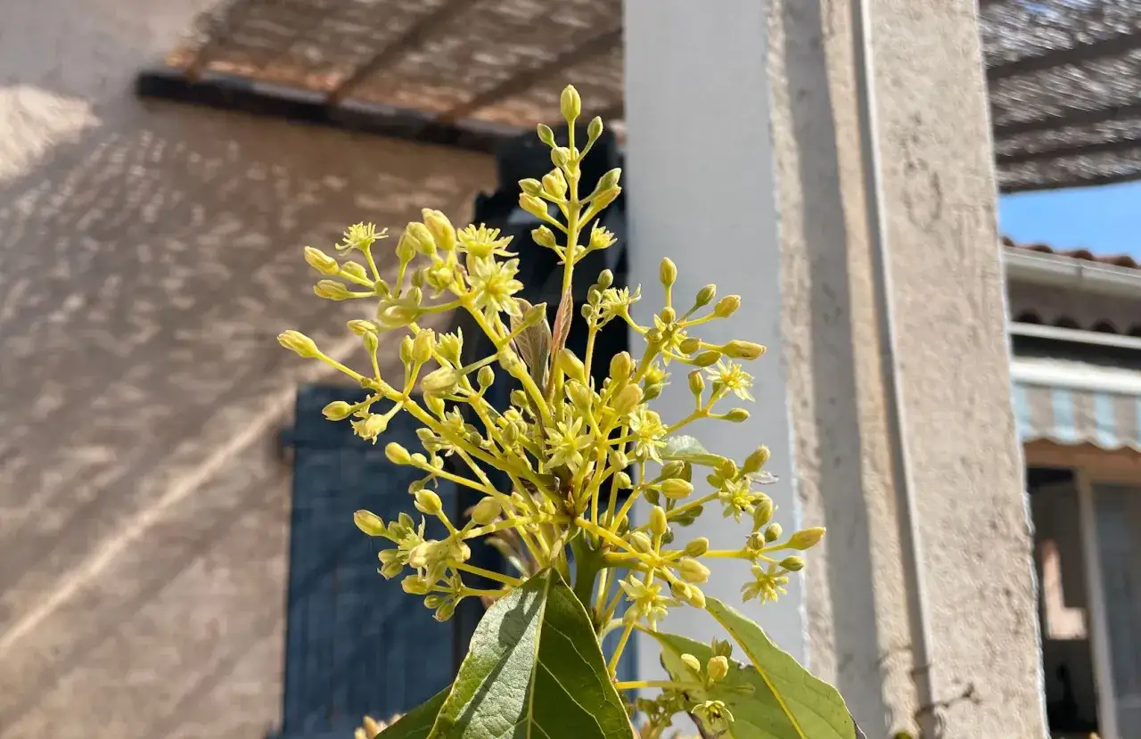 Fleurs d'avocatier, promesse de fruits. Pour savoir comment avoir un avocatier qui donne des fruits, il faut observer ces d&eacute;licates fleurs jaunes.