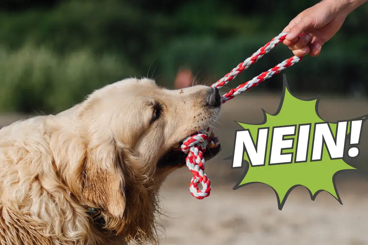 Goldener Retriever zieht an einem Seilspielzeug, w&auml;hrend eine Hand es festh&auml;lt. Der Hund lernt 