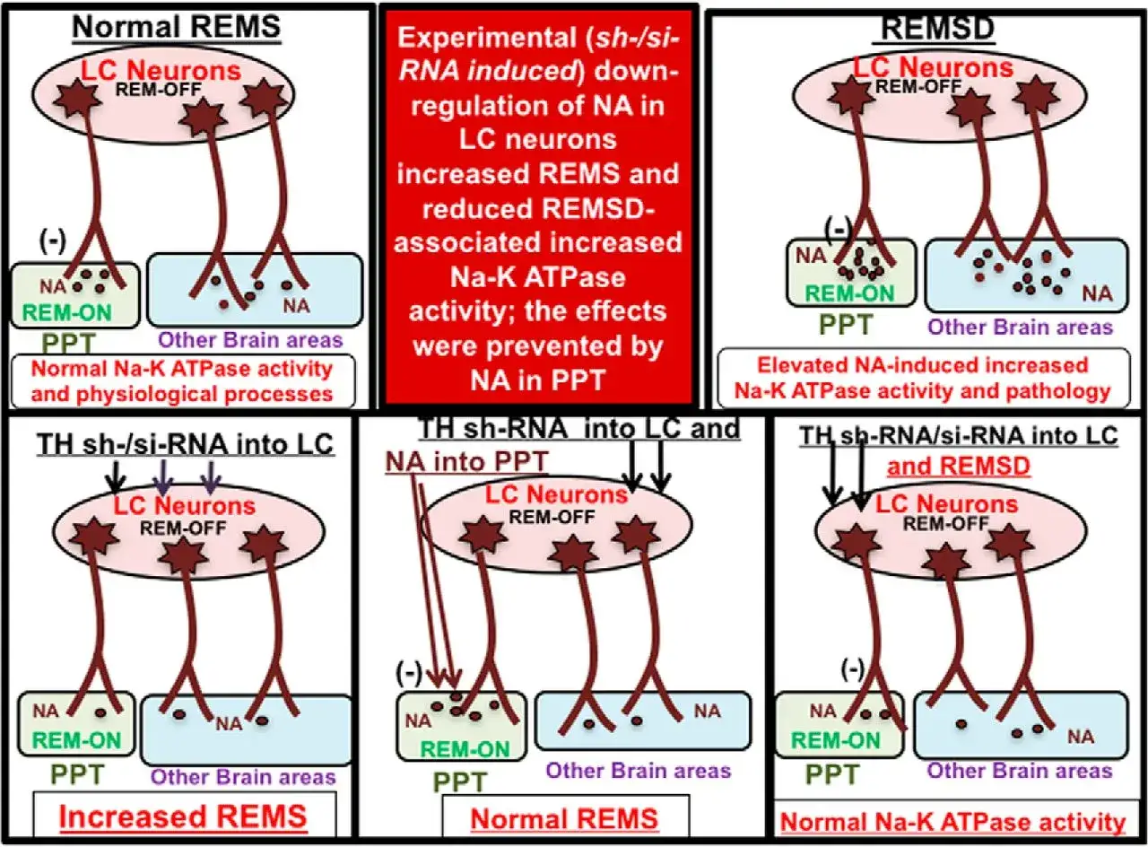 Schema zeigt, wie Noradrenalin (NA) die Psyche beeinflusst, insbesondere REMS und REMSD. NA-Mangel in LC-Neuronen f&uuml;hrt zu erh&ouml;hten REMS.
