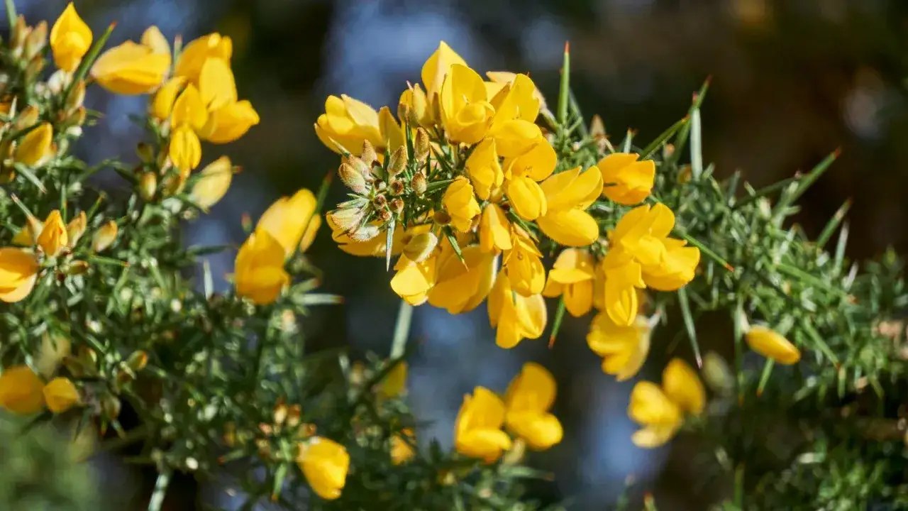 Krzew gorse europejski (Ulex europaeus) z jaskrawoż&oacute;łtymi kwiatami i ostrymi, zielonymi kolcami.