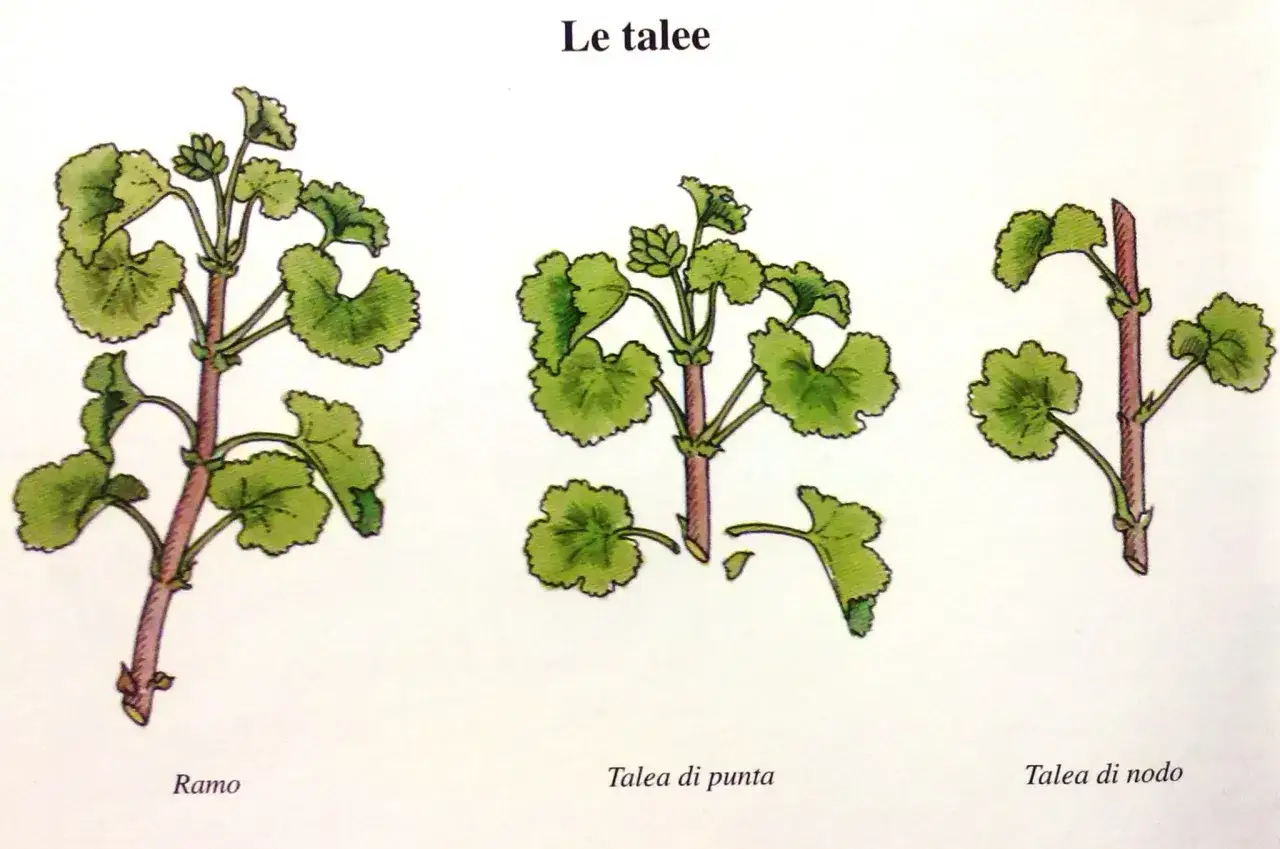 Illustrazione di talee di pianta: un ramo intero, una talea di punta e una talea di nodo, con foglie verdi e fusto rossastro.