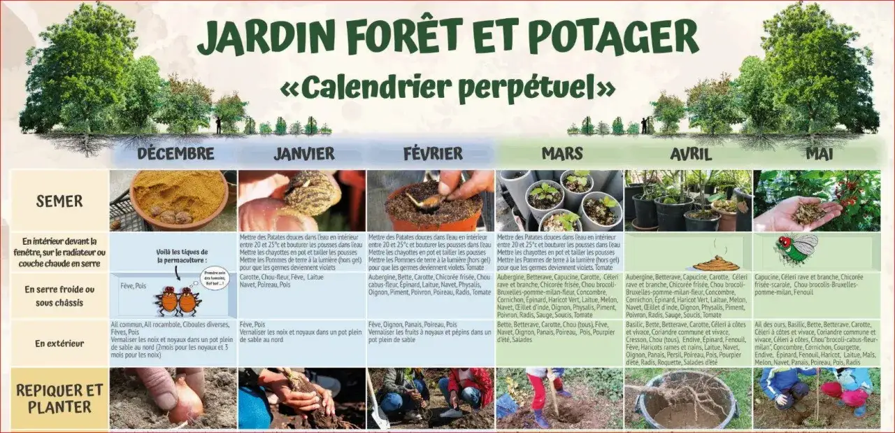 Calendrier de jardinage : semis de céleri en mars, avril et mai. Le céleri se cultive en pleine terre ou sous châssis.