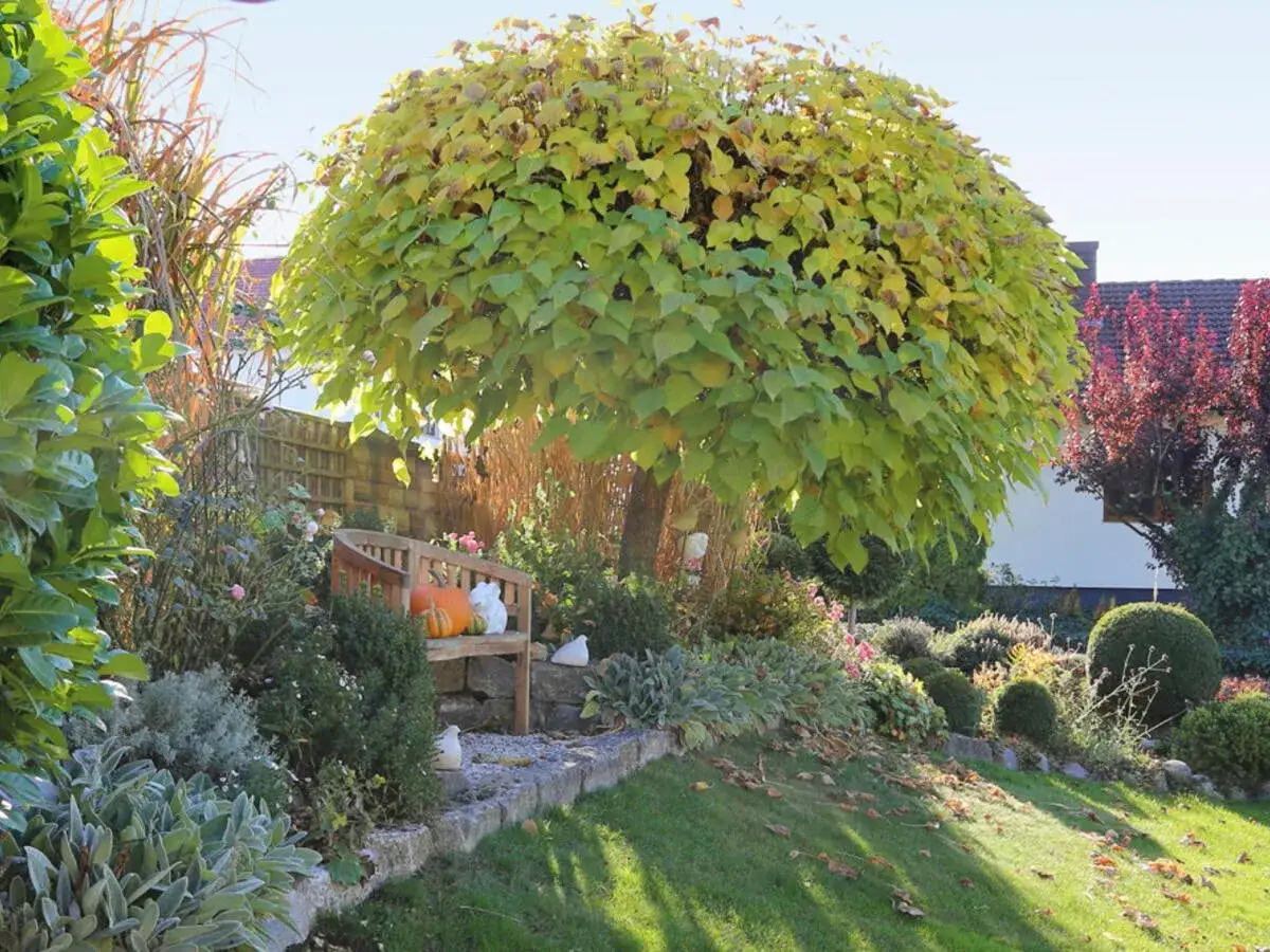 Ein üppiger, schnell wachsender Baum mit gelbgrünem Laub dominiert einen herbstlichen Garten. Eine Holzbank mit Kürbissen lädt zum Verweilen ein.