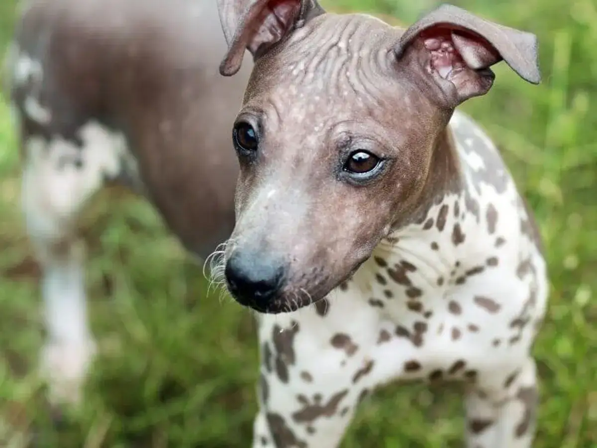 Un curioso terrier sin pelo, con manchas marrones y blancas, mira atentamente mientras juega en la hierba.