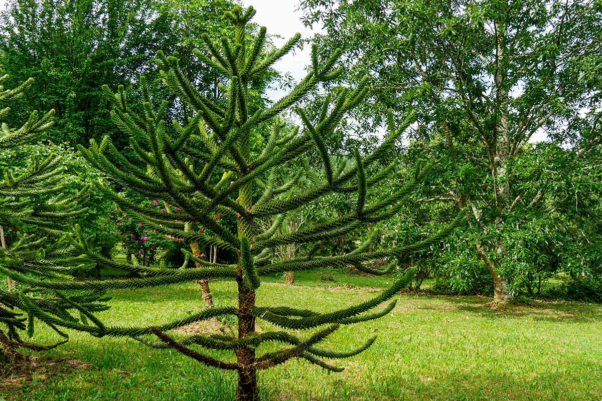 Un arbre aux branches &eacute;tranges, rappelant le d&eacute;sespoir du singe, se dresse dans un jardin verdoyant.