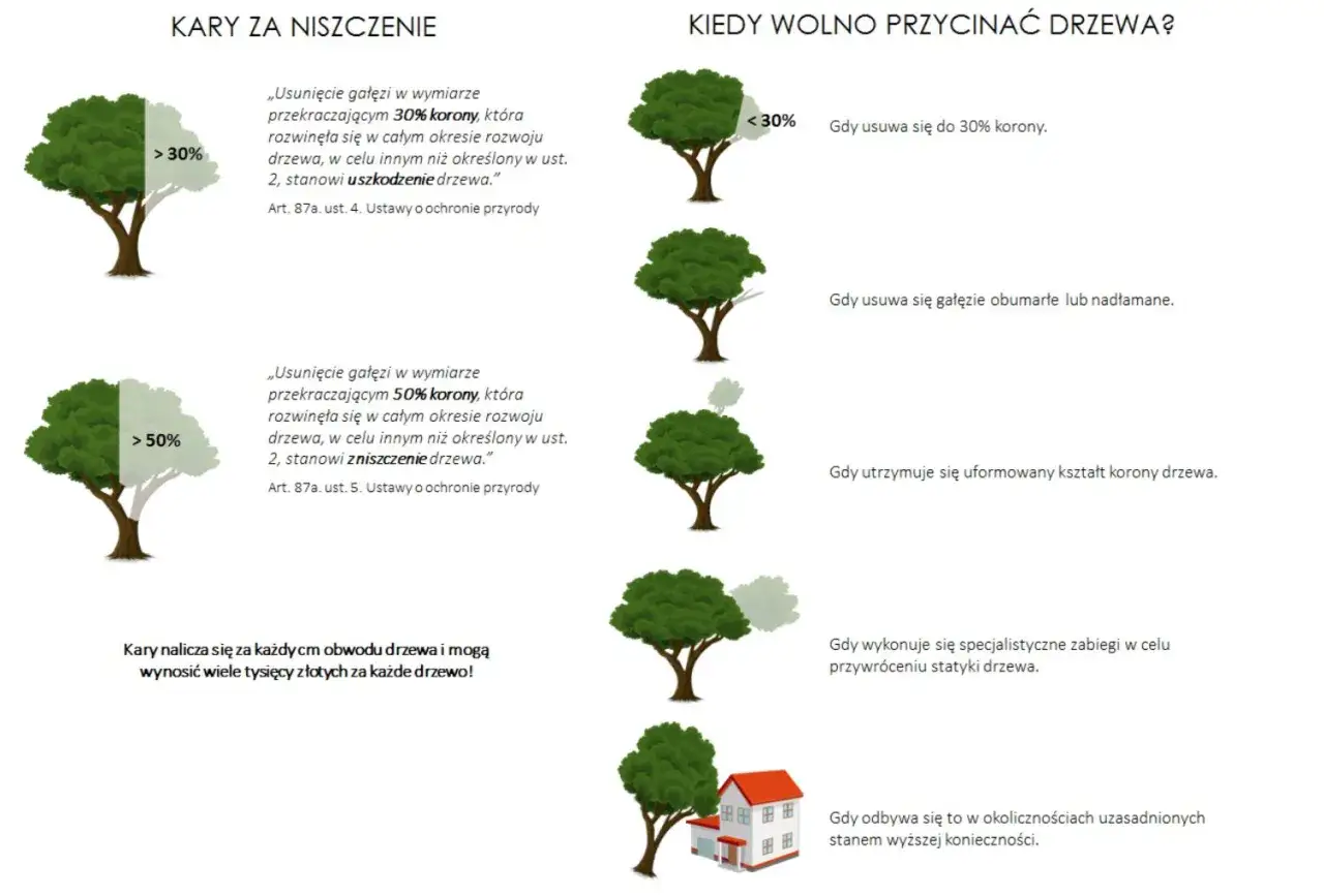 O ile można skr&oacute;cić drzewo bez zezwolenia? Do 30% korony, usuwanie gałęzi obumarłych, nadłamanych lub w celu utrzymania kształtu.